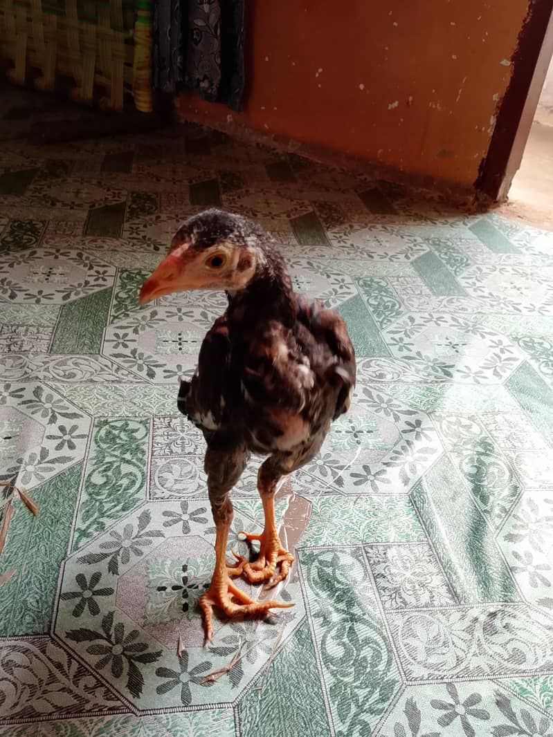 Free Chick 0