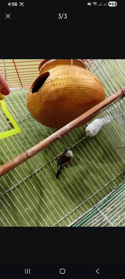 bengali  finches pair