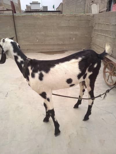 Fresh 2 Dant Bakri