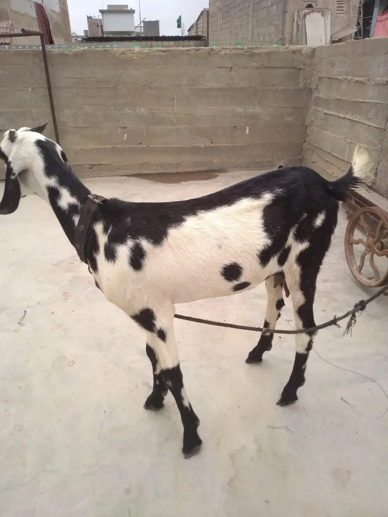 Fresh 2 Dant Bakri