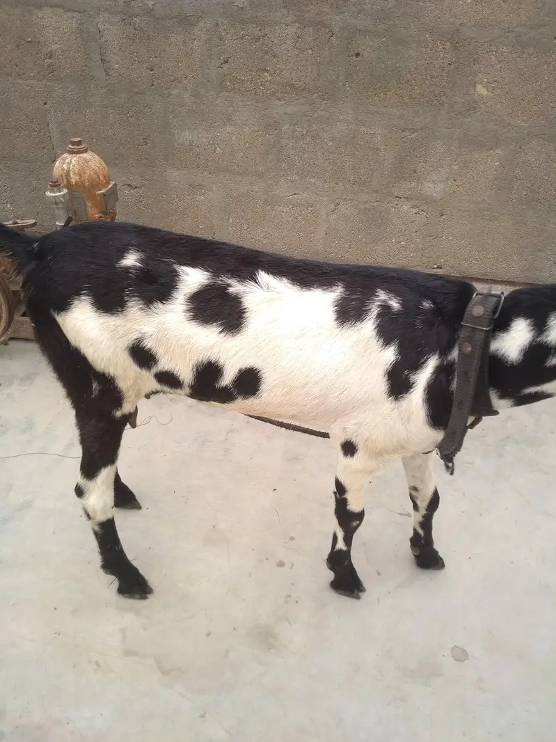 Fresh 2 Dant Bakri — photo 2