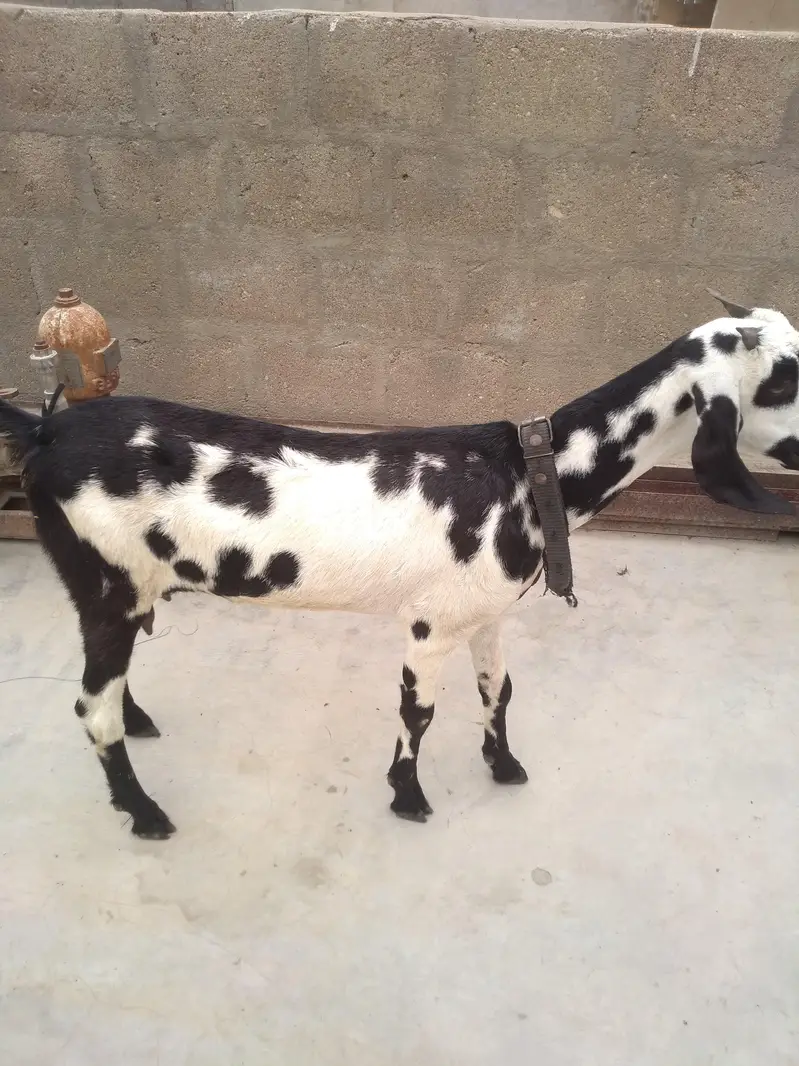 Fresh 2 Dant Bakri — photo 3