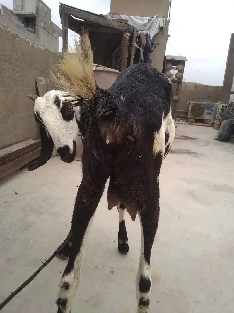 Fresh 2 Dant Bakri — photo 4