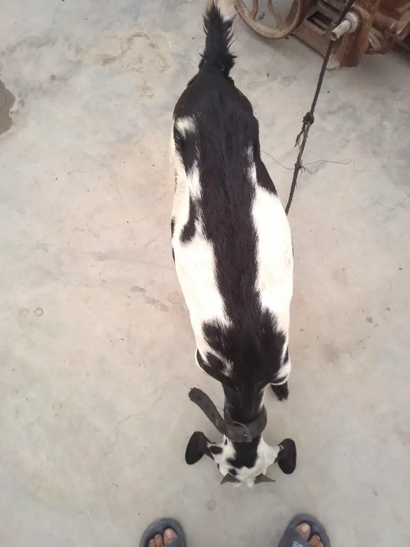 Fresh 2 Dant Bakri — photo 5