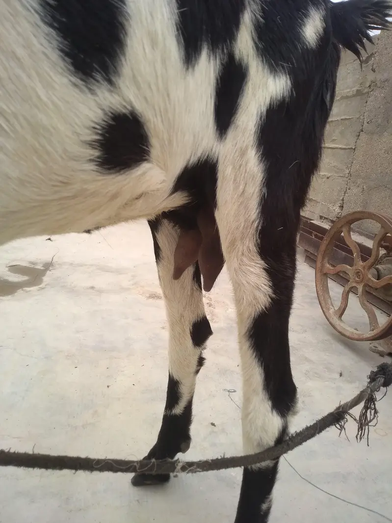 Fresh 2 Dant Bakri — photo 6