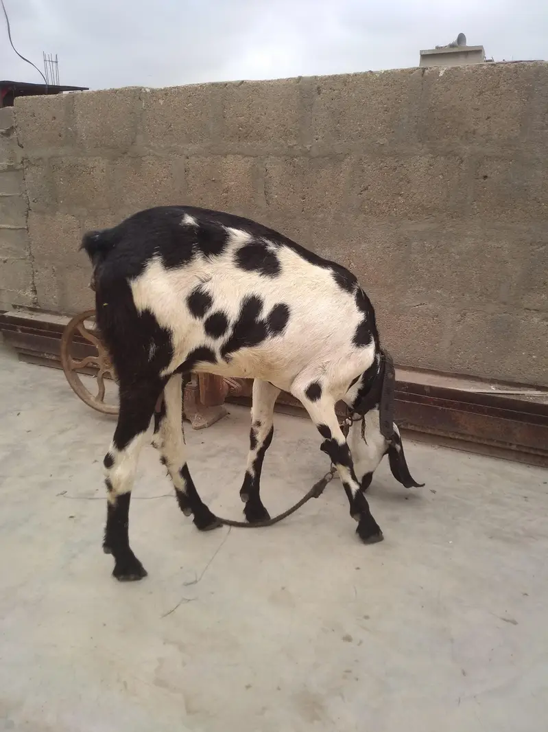 Fresh 2 Dant Bakri — photo 7