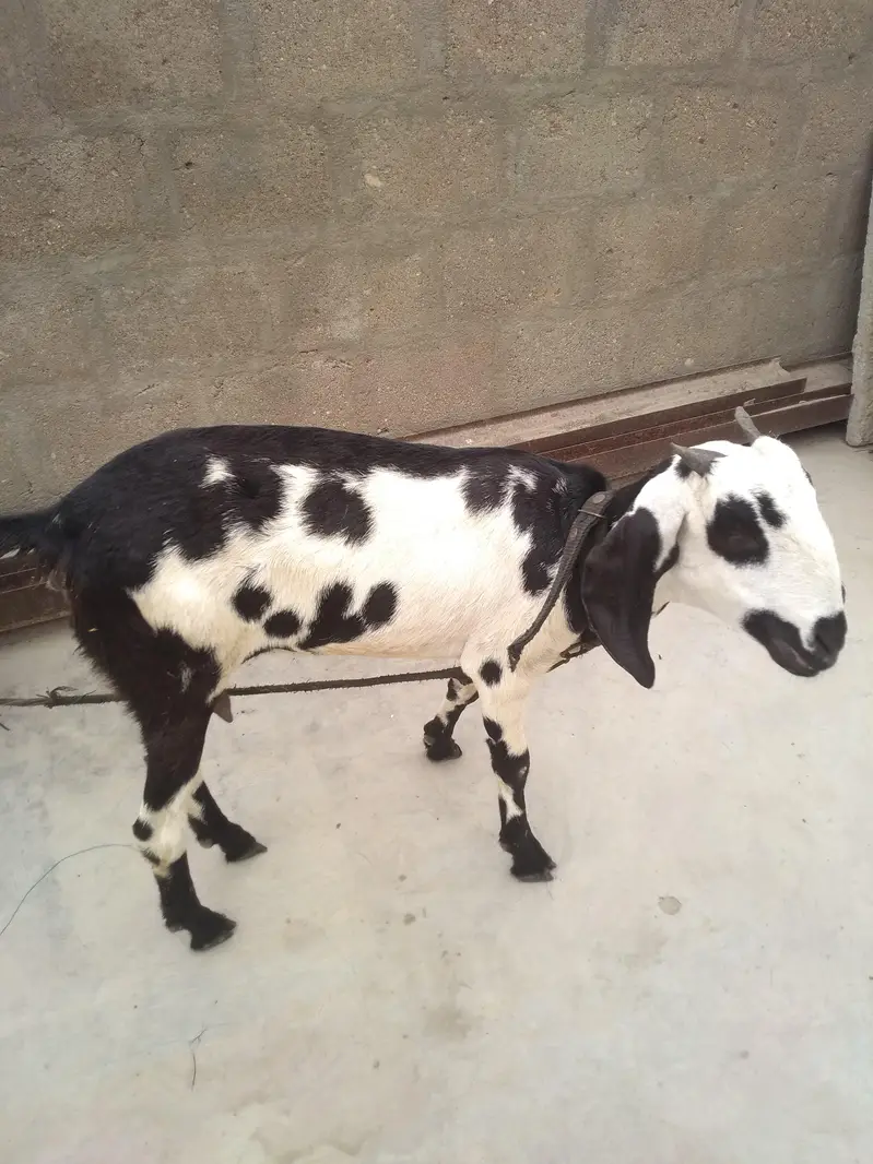 Fresh 2 Dant Bakri — photo 8