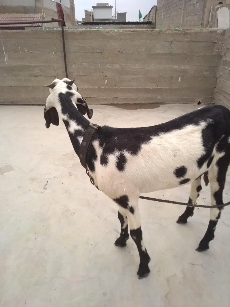Fresh 2 Dant Bakri — photo 9