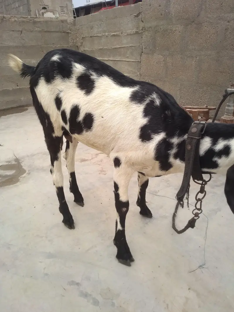 Fresh 2 Dant Bakri — photo 10
