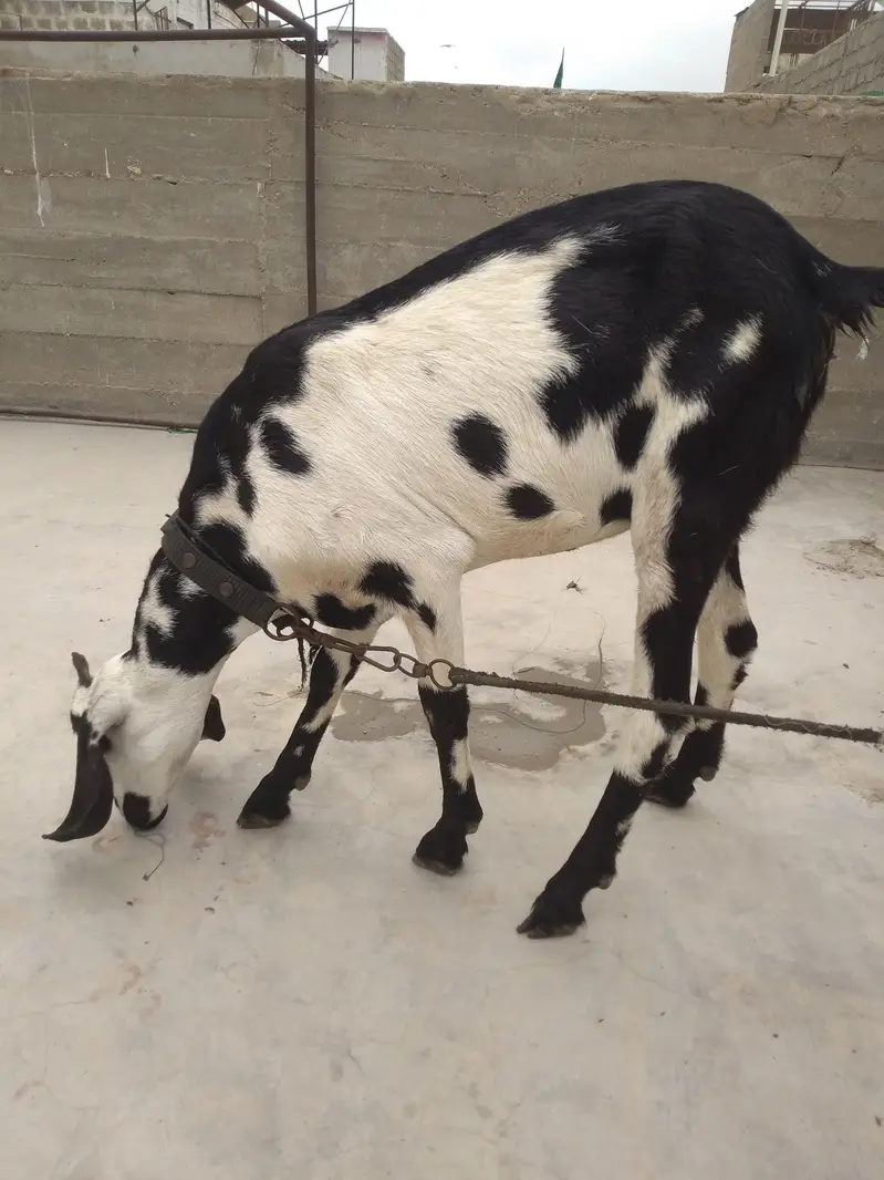 Fresh 2 Dant Bakri — photo 11