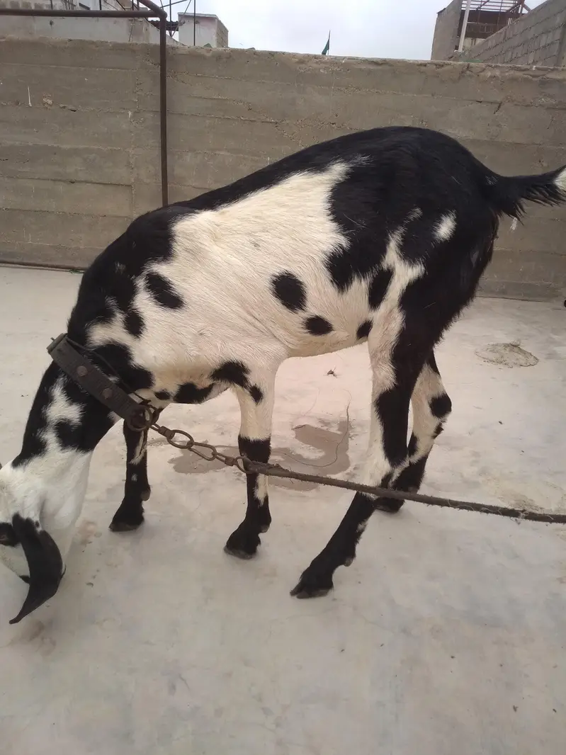 Fresh 2 Dant Bakri — photo 12