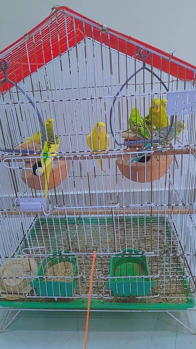 Healthy Breeding Budgies for Sale 