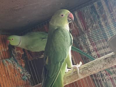 green rigneck breedee pair