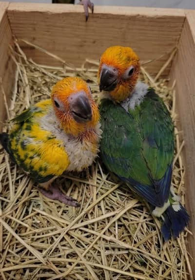 Sun Conure