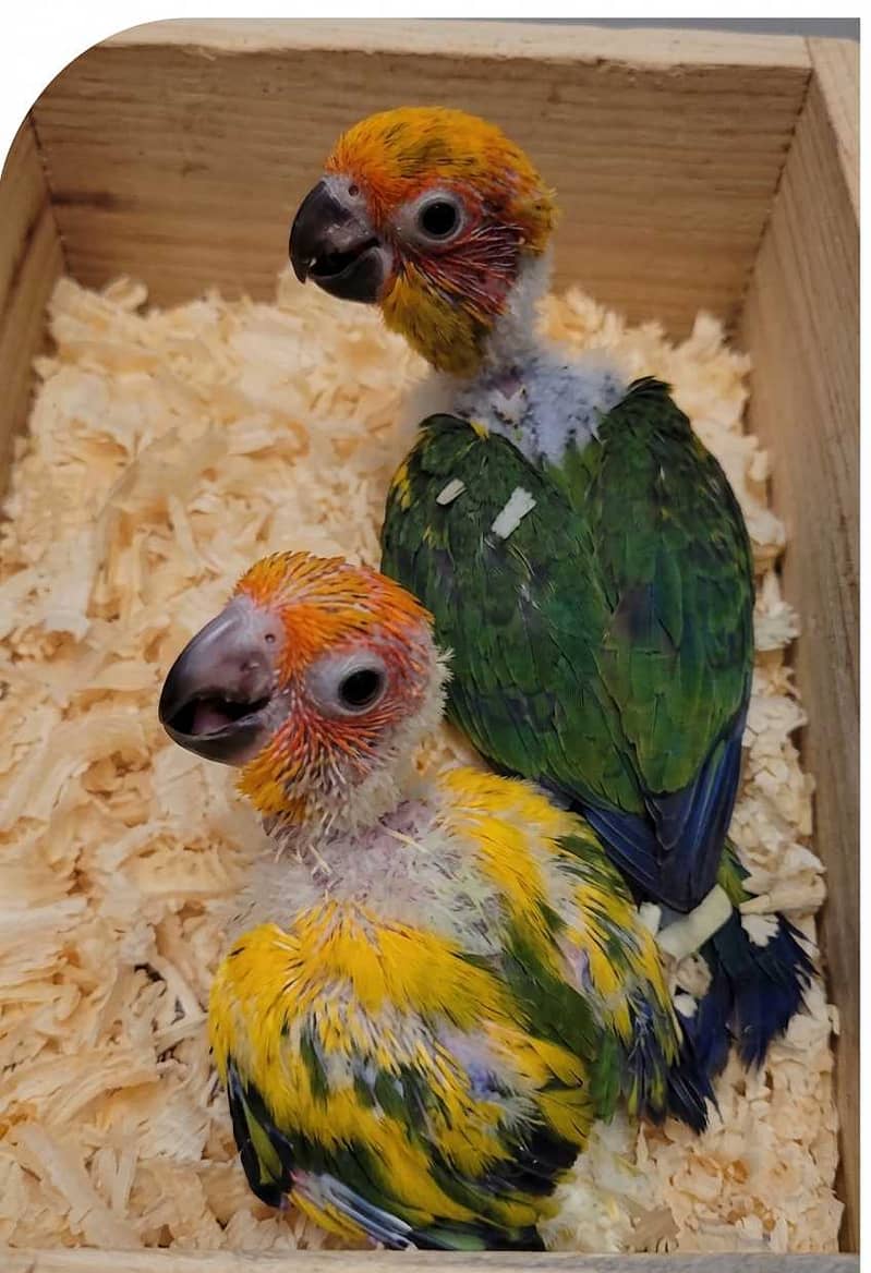 Sun Conure 1