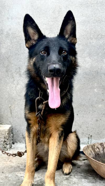 German shaperd dog double coat