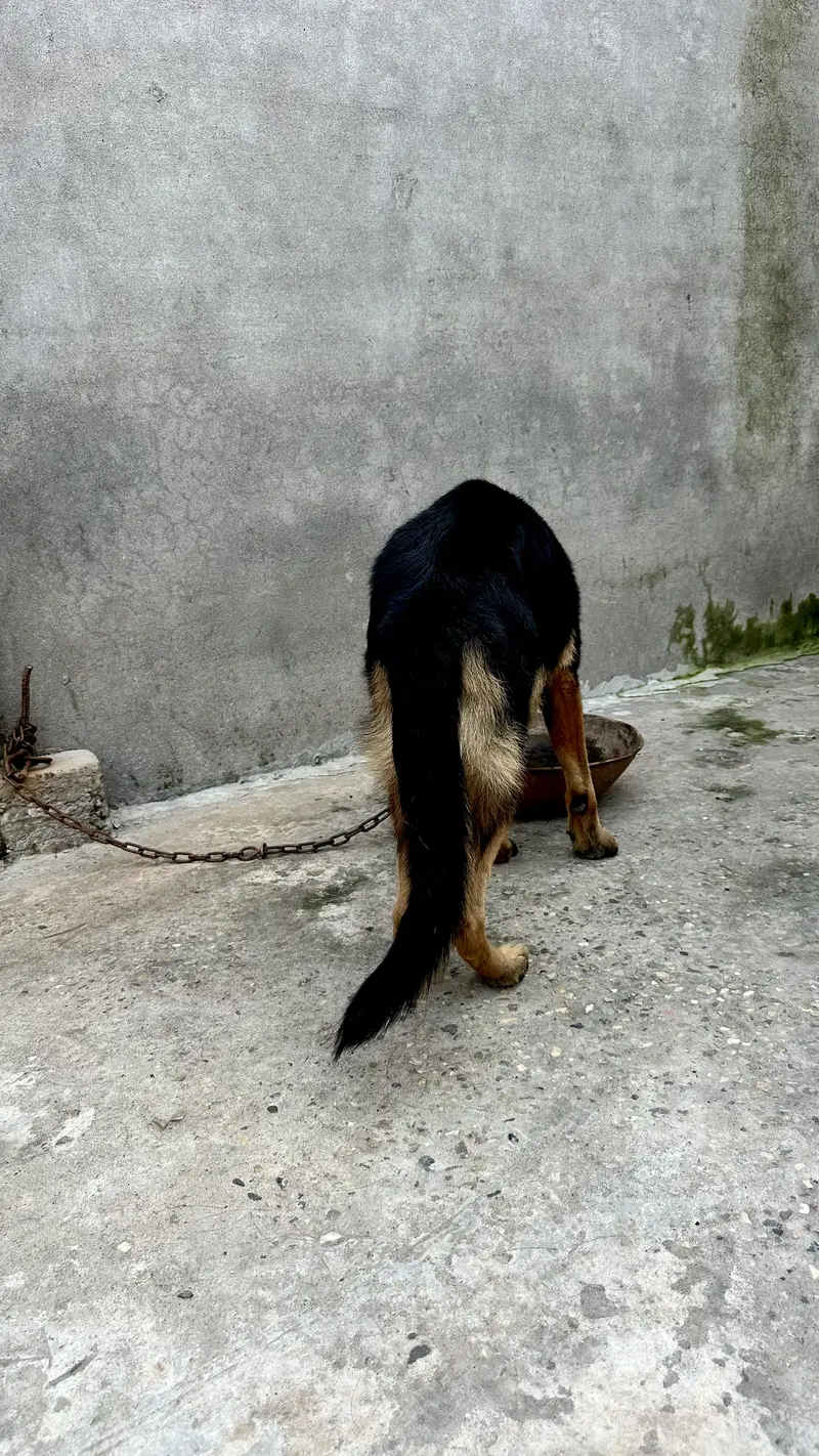 German shaperd dog double coat — photo 2