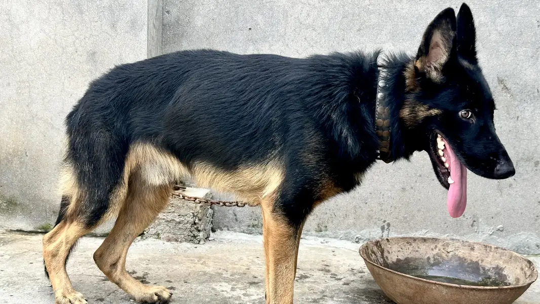 German shaperd dog double coat — photo 3