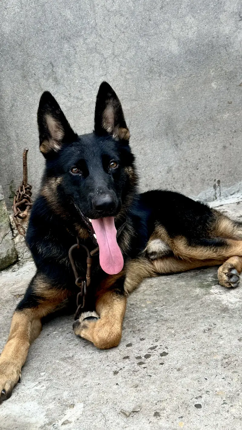 German shaperd dog double coat — photo 4