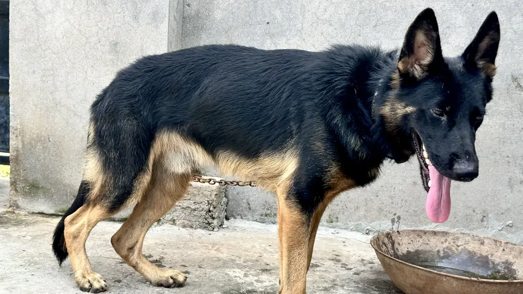 German shaperd dog double coat — photo 5
