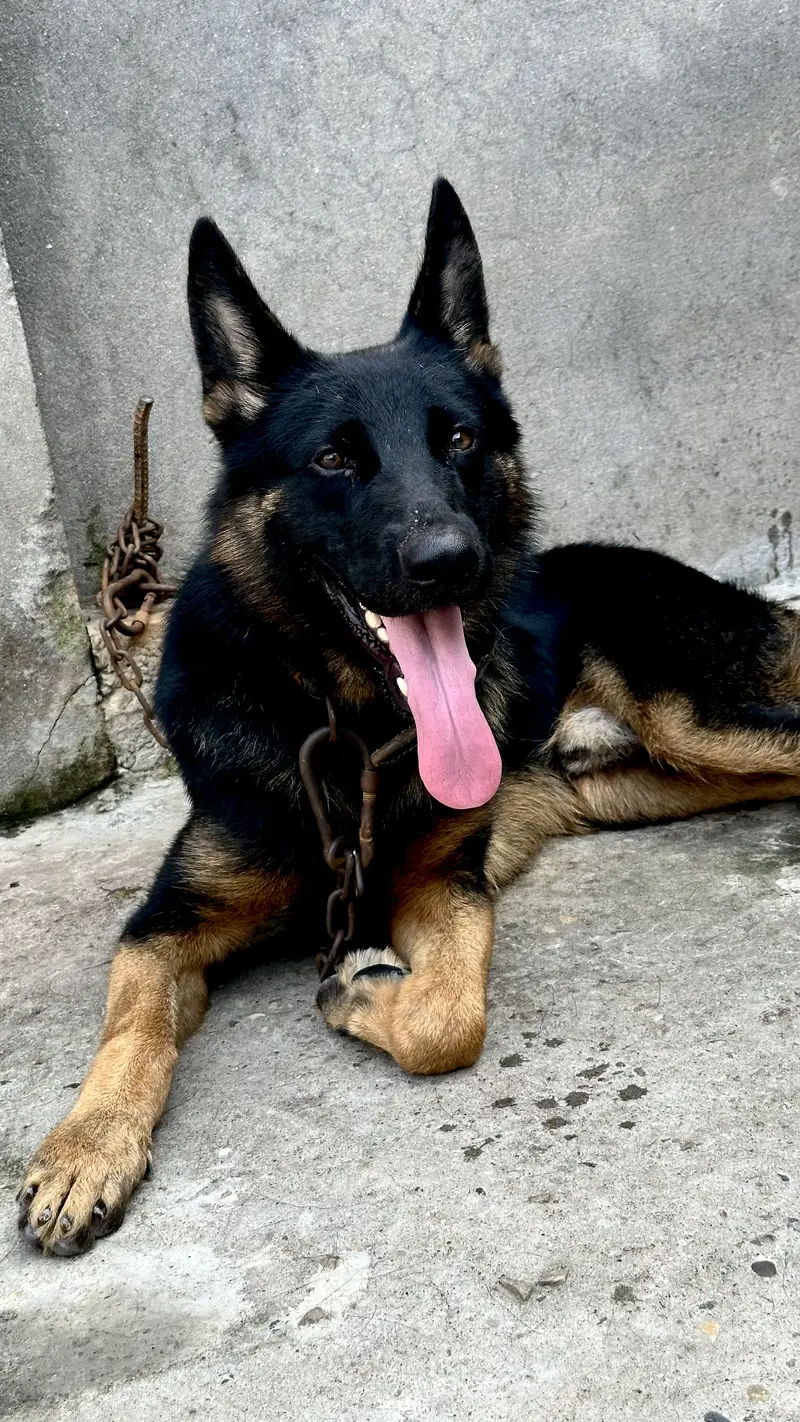 German shaperd dog double coat — photo 6