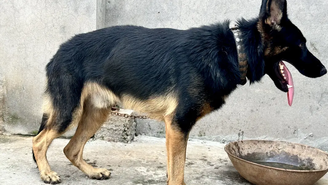 German shaperd dog double coat — photo 7