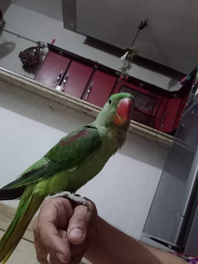 urgent sale raw parrot
