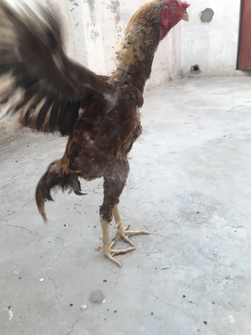 Aseel golden Patha for sell — photo 3