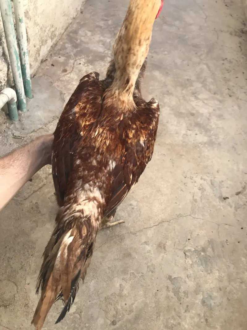 Aseel golden Patha for sell — photo 4