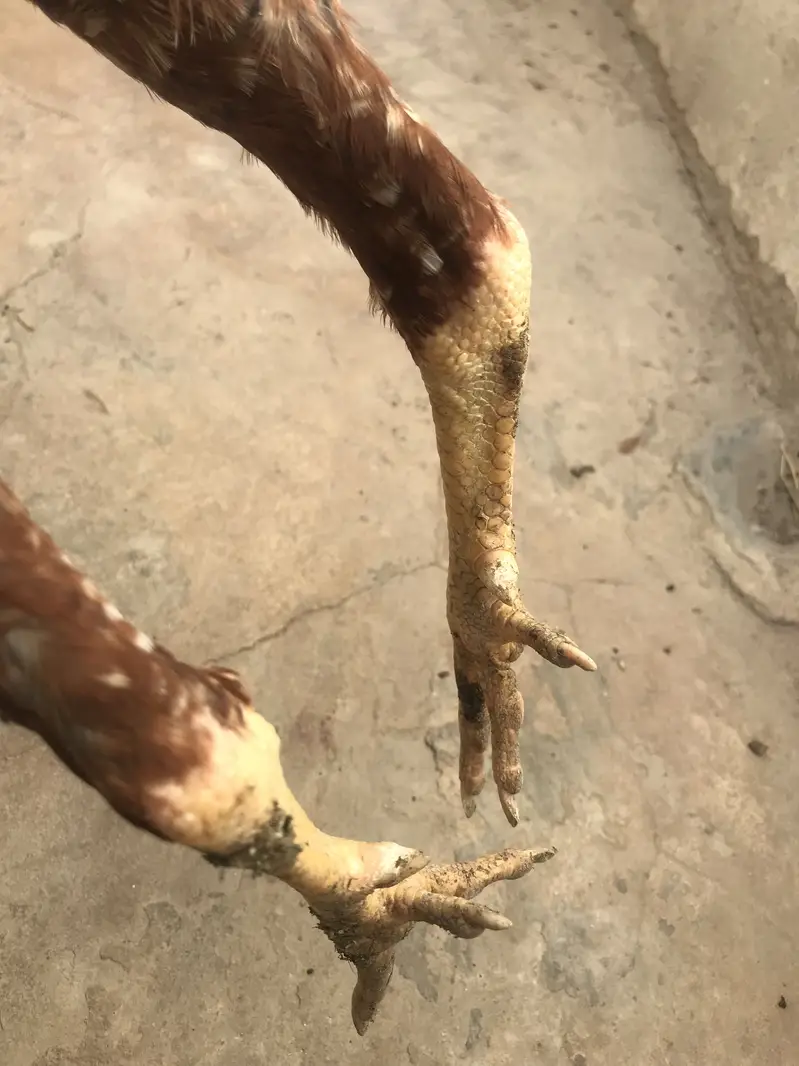 Aseel golden Patha for sell — photo 5