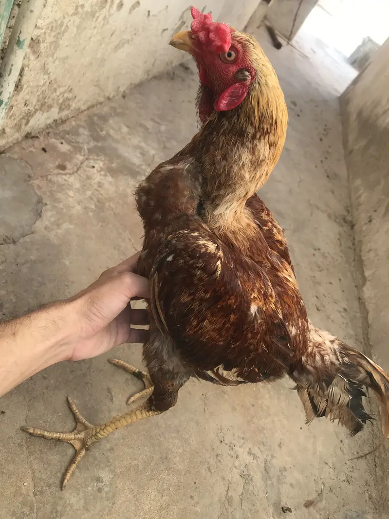 Aseel golden Patha for sell — photo 6