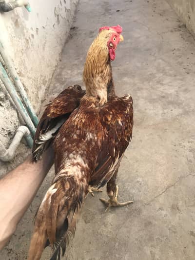 Aseel golden Patha for sell