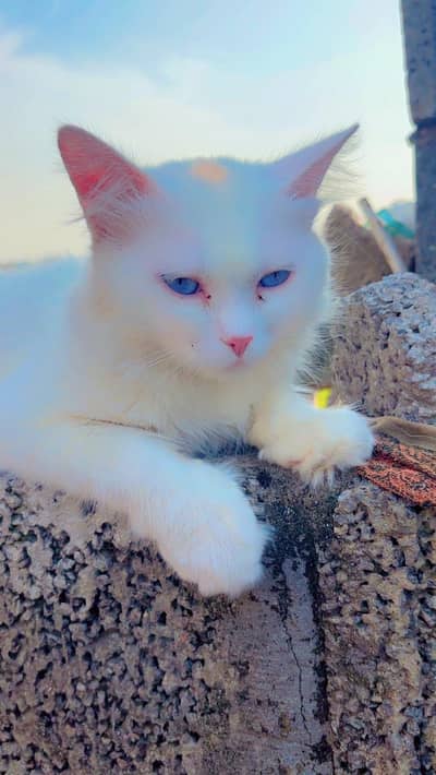 White persian cat with blue eyes