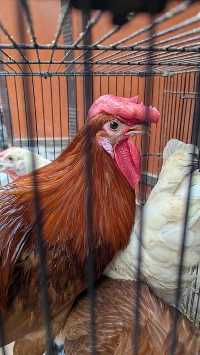 Cross Breed chickens for sale