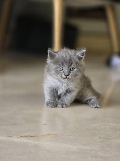 Adorable & Fluffy Kittens For Sale! 