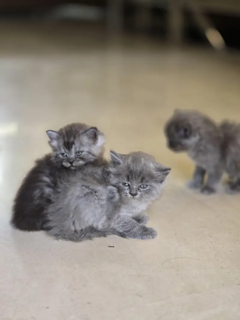 Adorable & Fluffy Kittens For Sale!  — photo 3