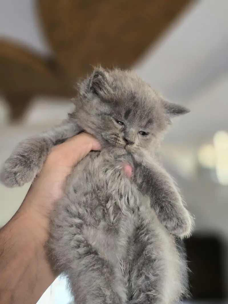 Adorable & Fluffy Kittens For Sale!  — photo 4