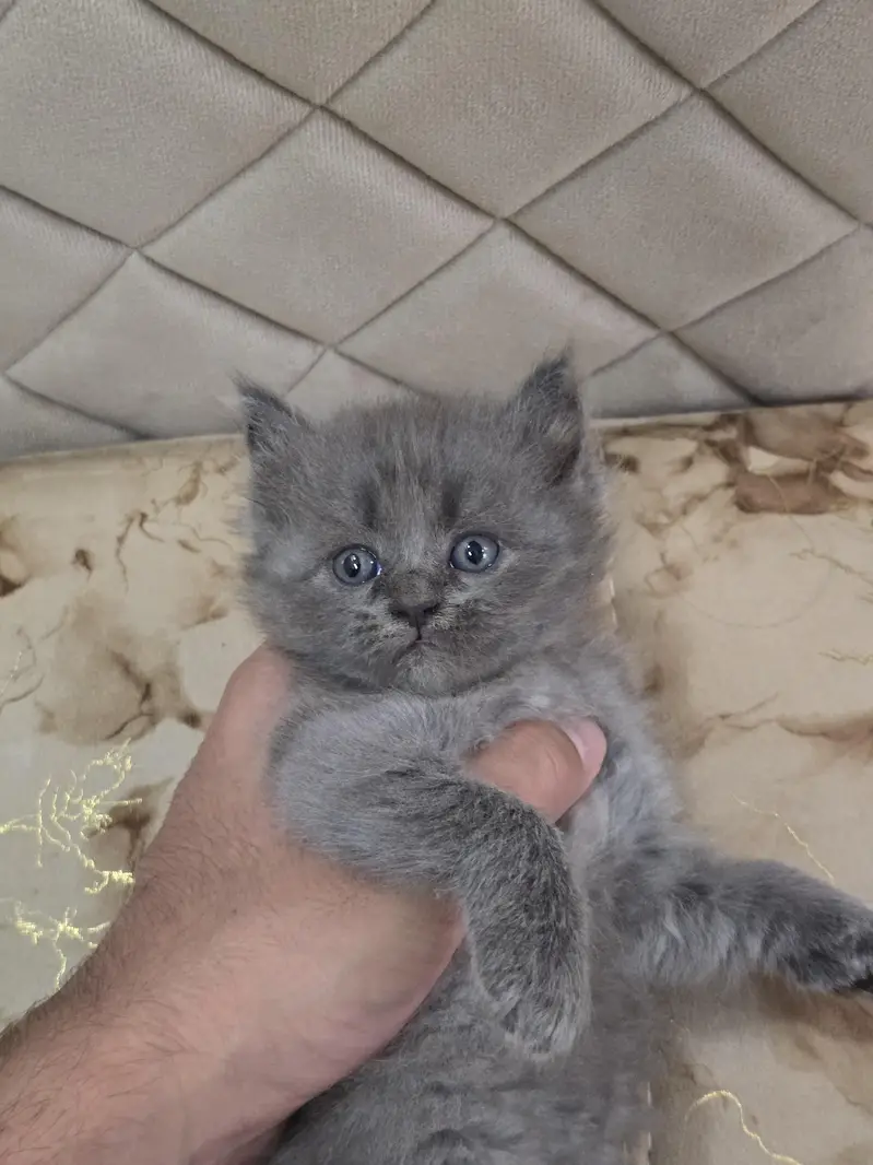 Adorable & Fluffy Kittens For Sale!  — photo 6