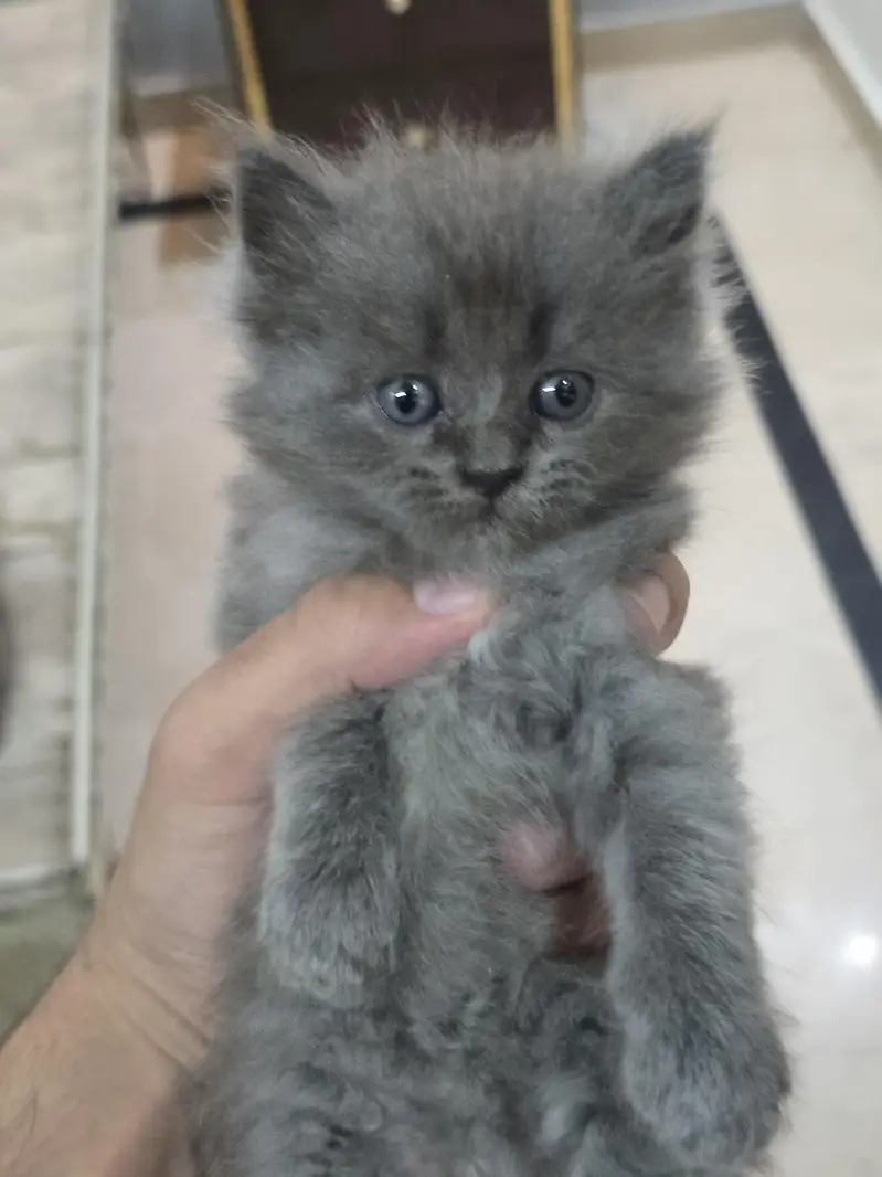 Adorable & Fluffy Kittens For Sale!  — photo 7
