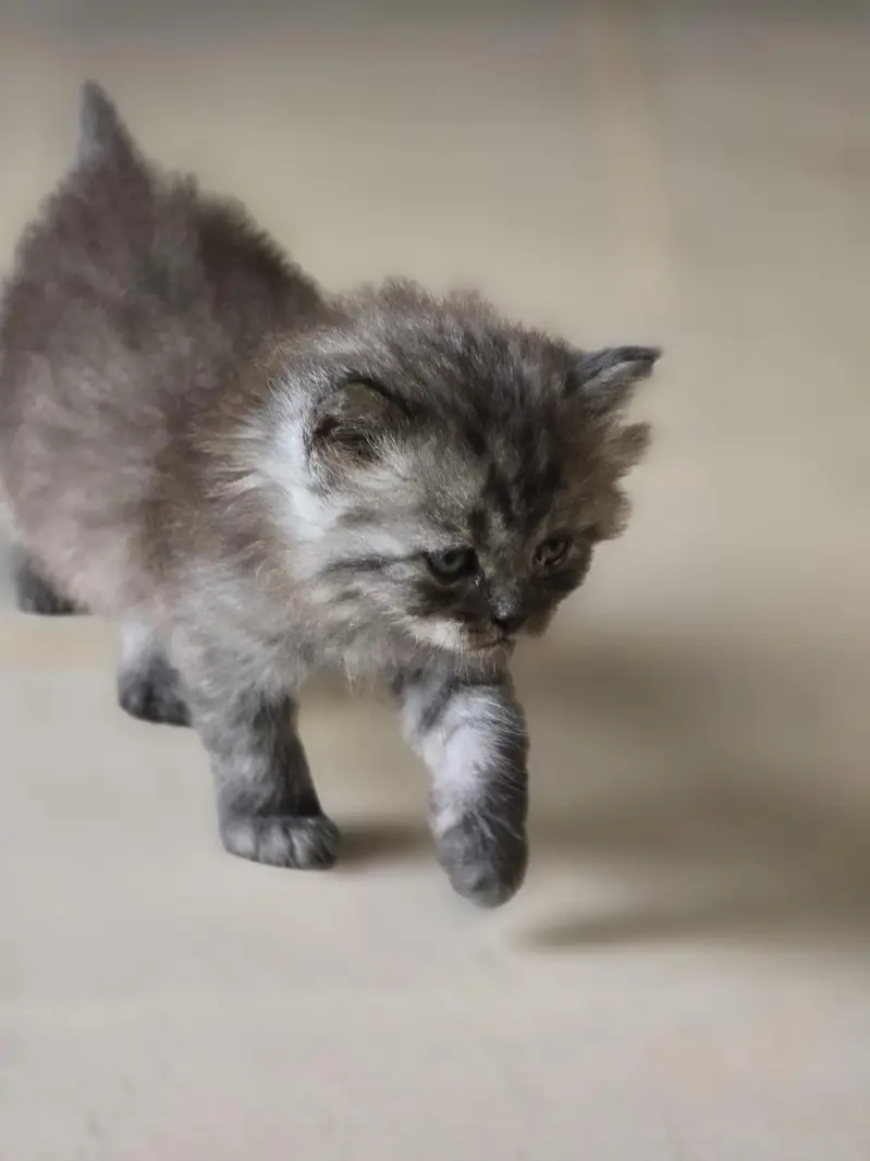 Adorable & Fluffy Kittens For Sale!  — photo 8
