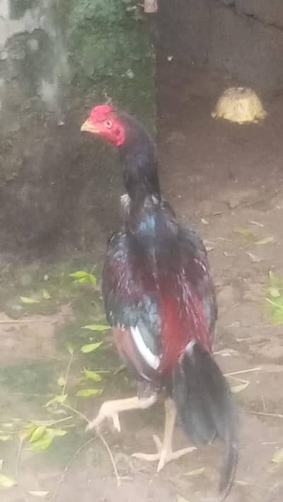 Pure Aseel murgha available for urgent sale