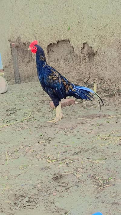aseel murgha available