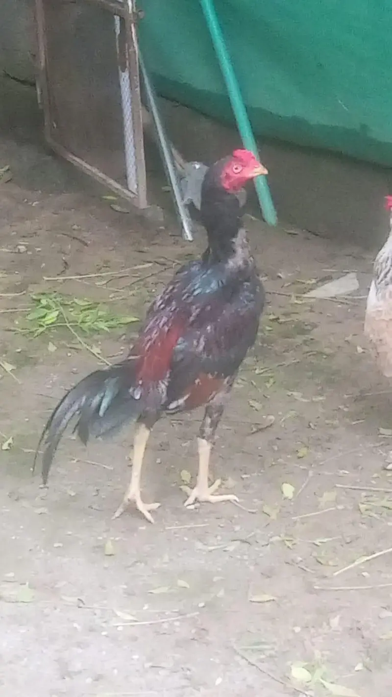 Pure Aseel murgha available for urgent sale — photo 2