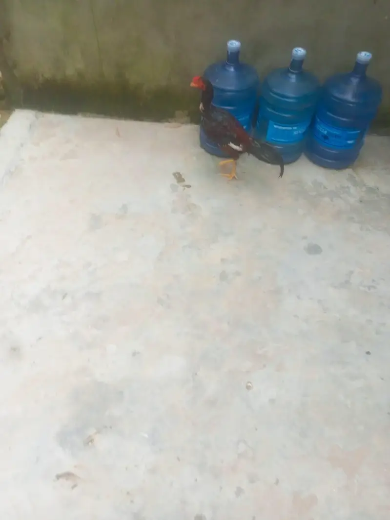 Pure Aseel murgha available for urgent sale — photo 3