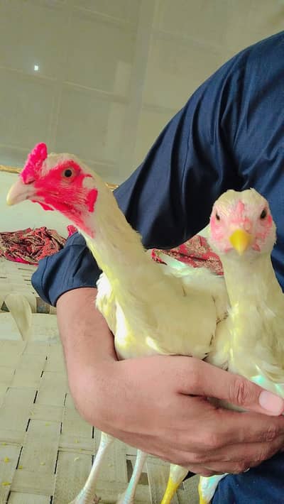 Pure White Aseel / Hans Aseel (Shamo / Thai Cross Pair)