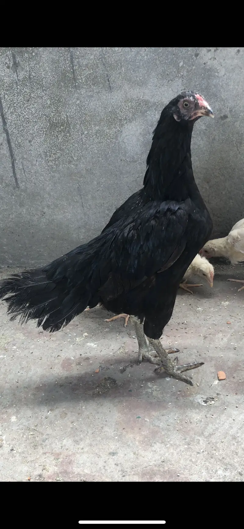 Aseel pakistani Aseel shamoo aseel aseel desi females — photo 3