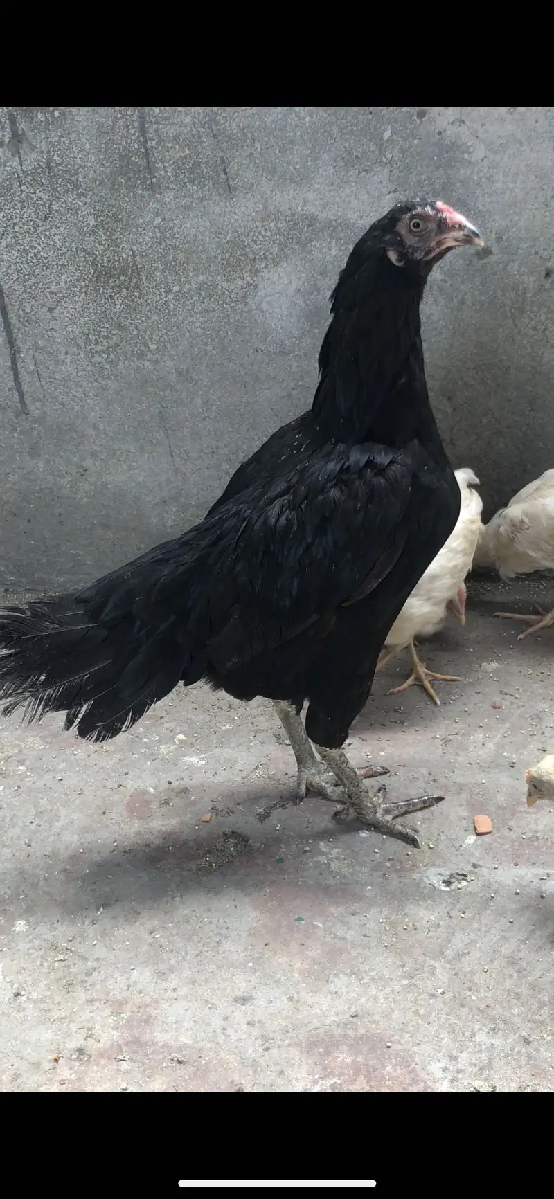 Aseel pakistani Aseel shamoo aseel aseel desi females — photo 4