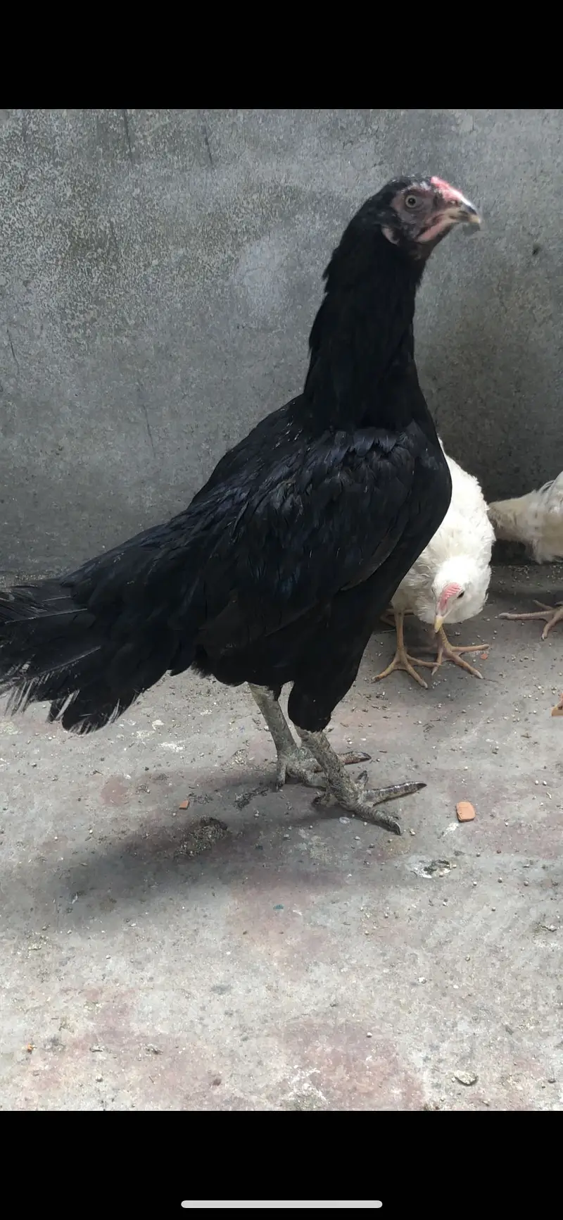 Aseel pakistani Aseel shamoo aseel aseel desi females — photo 5