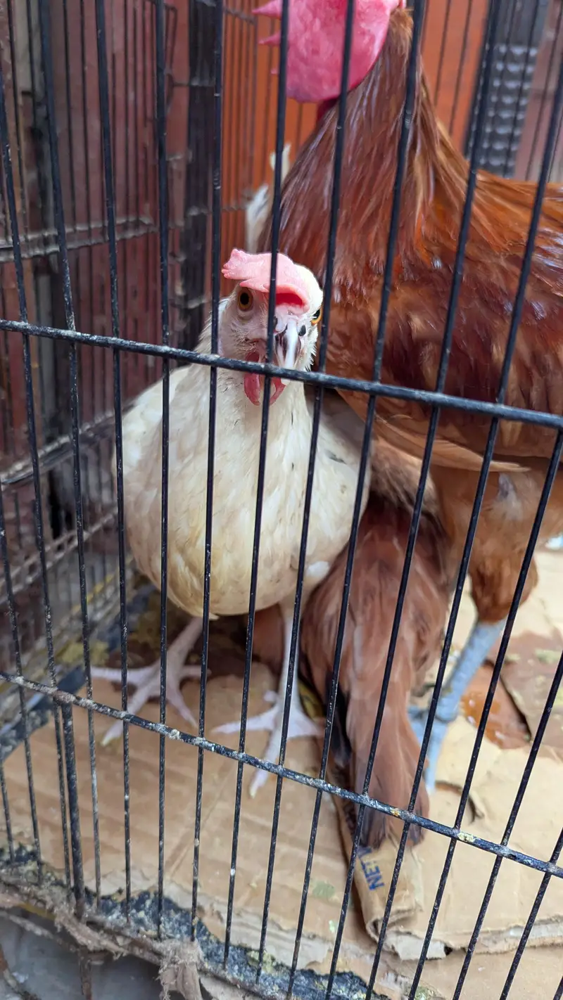 Cross Breed chickens for sale — photo 2