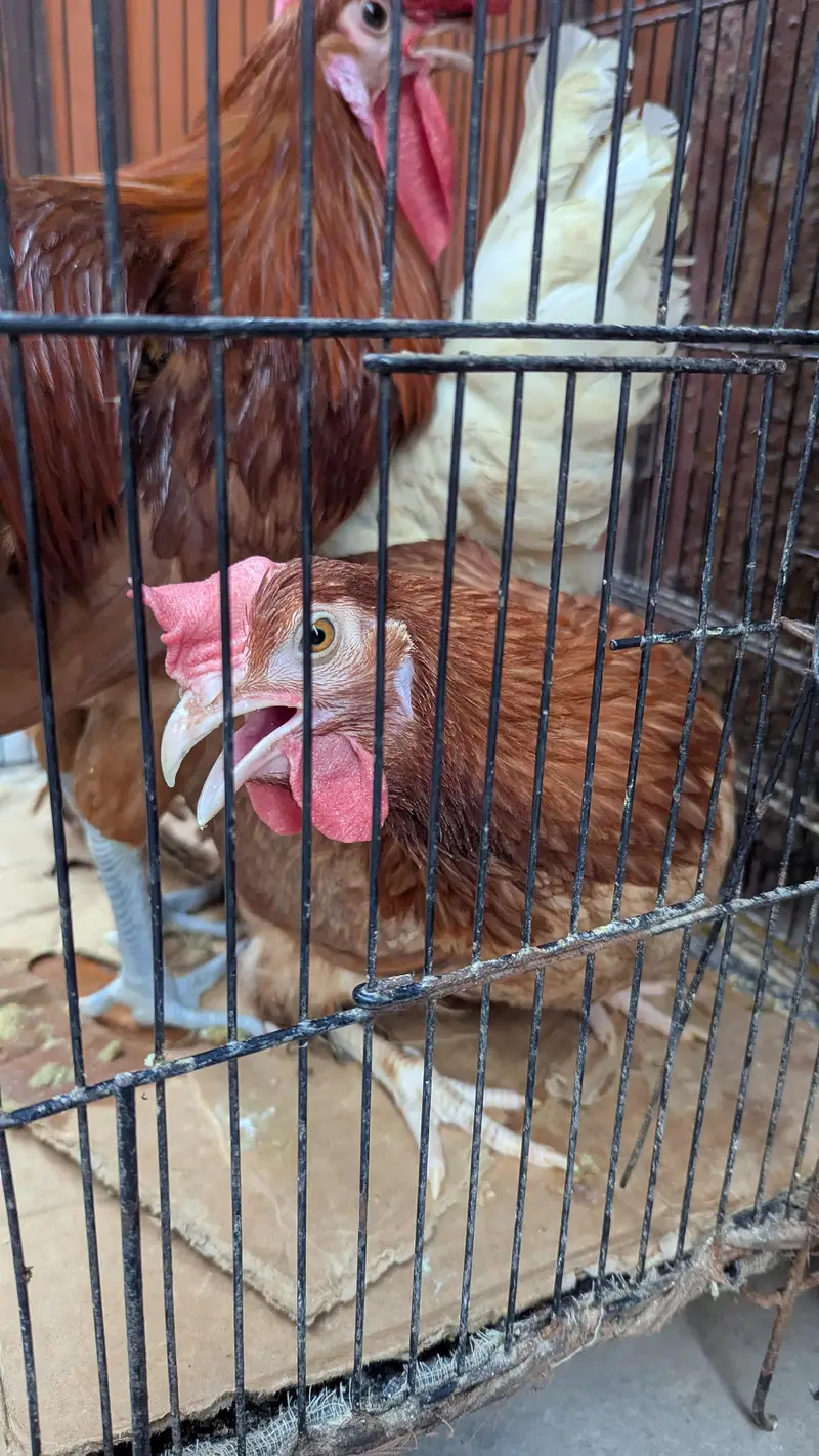 Cross Breed chickens for sale — photo 3